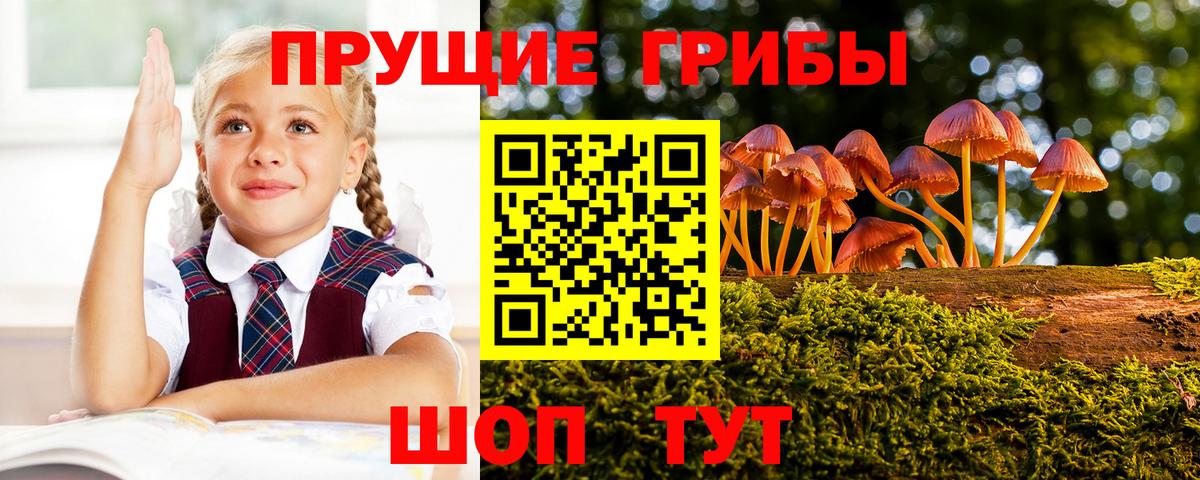 Дзержинский  Галлюциногенные грибы Psilocybe  Вход с VPN 